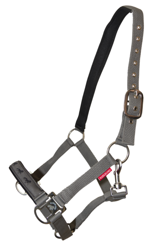 Fodrad grimma Karlslund med islandshästens gångarter