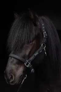 Topreiter Glitrandi Grimset