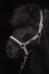 Topreiter Glitrandi Grimset