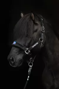 Topreiter Klaki Grimset