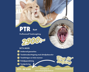 PTR Katt
