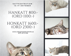 kattkastration