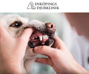 Tandvård & Tandkirurgi