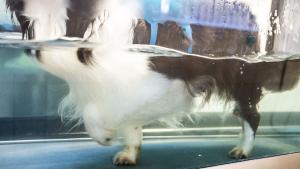 Prova-på Vattentrask 30 min