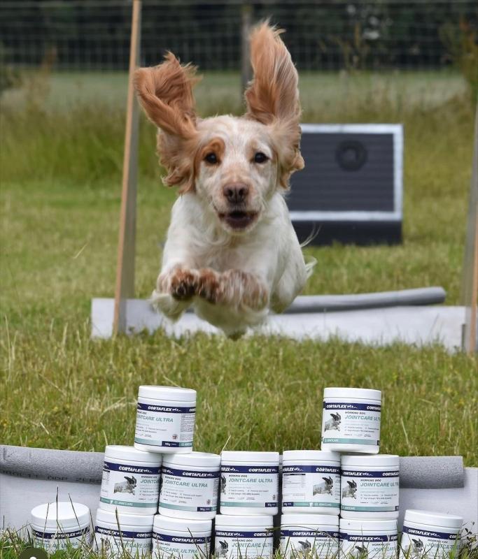 Cortaflex Working Dog