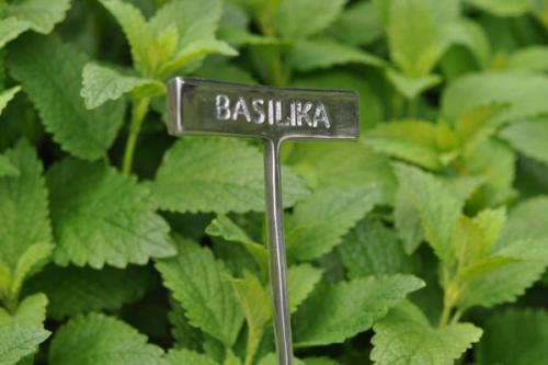 Växtskylt  BASILIKA