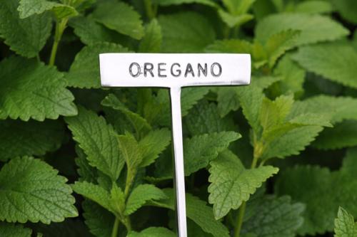 Växtskylt OREGANO