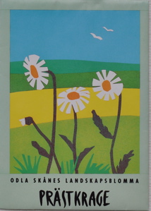 Frökort - Prästkrage