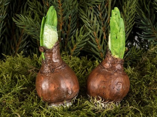 Blomsterlök På Pinne 2 - Pack