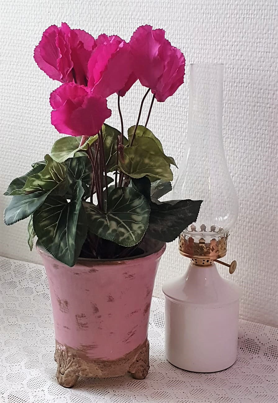 Cyklamen Cerise - 32Cm