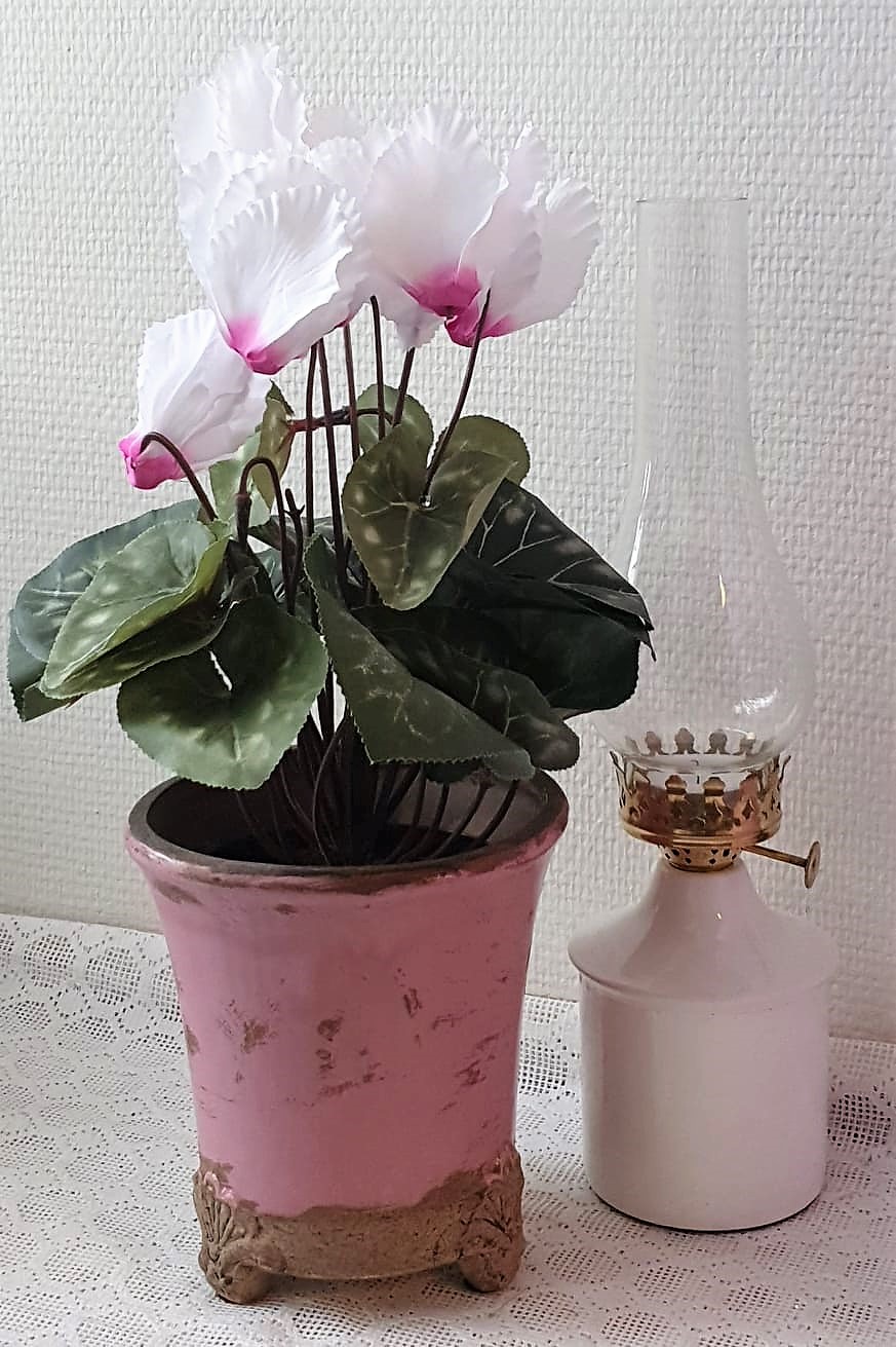 Cyklamen Vit/Rosa 32Cm