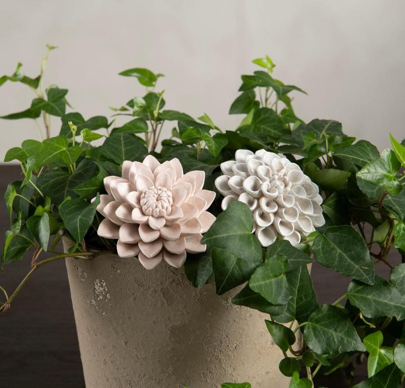 Dahlia På Stick 2-Pack