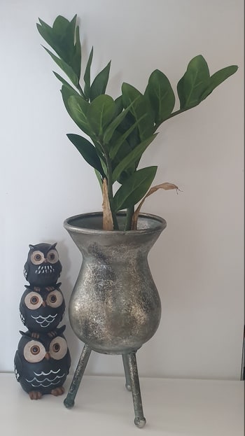 Garderobsblomma - Zamifolia - Grön - 45 cm