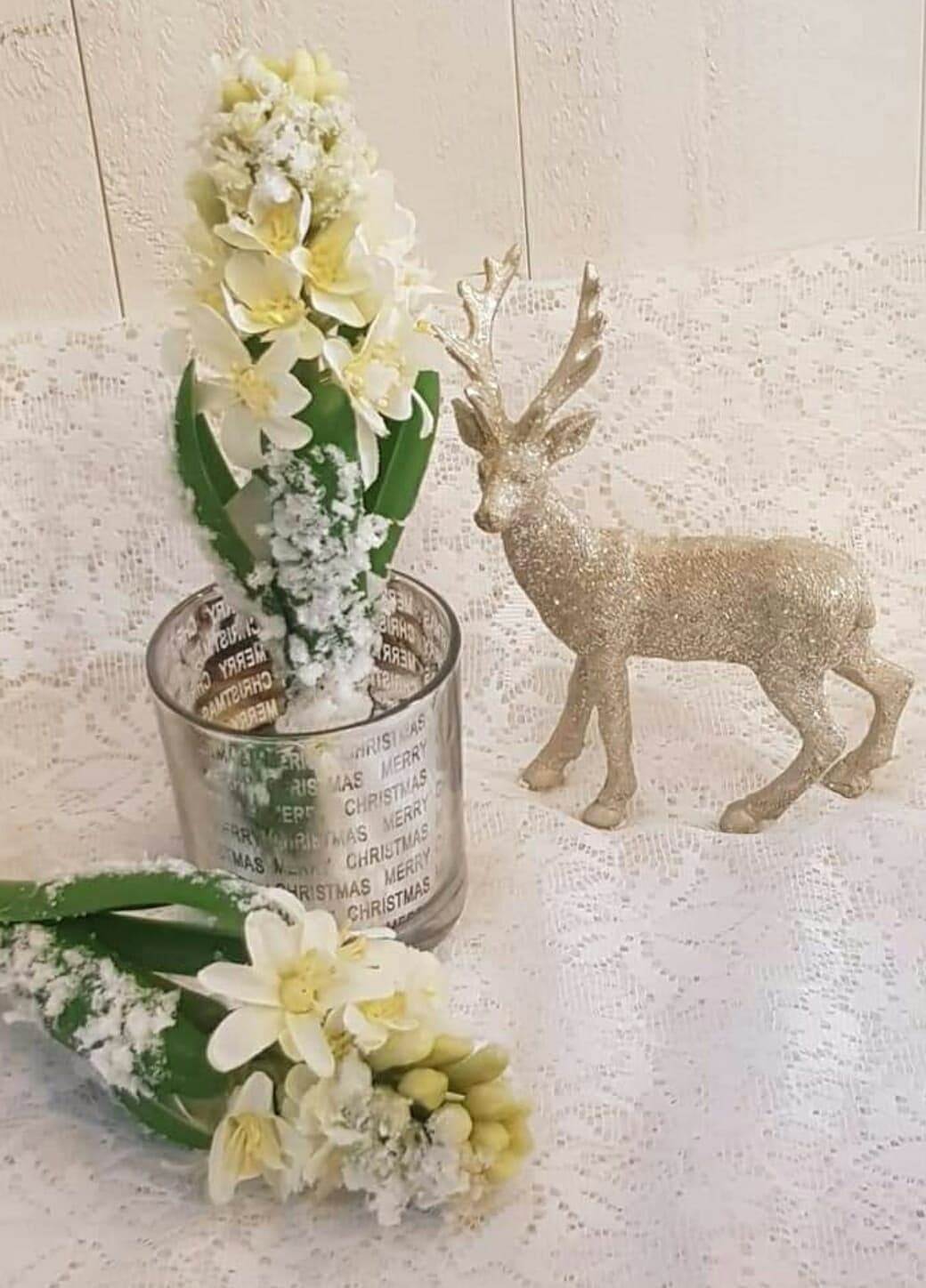 Hyacint Med Frost Och Snö