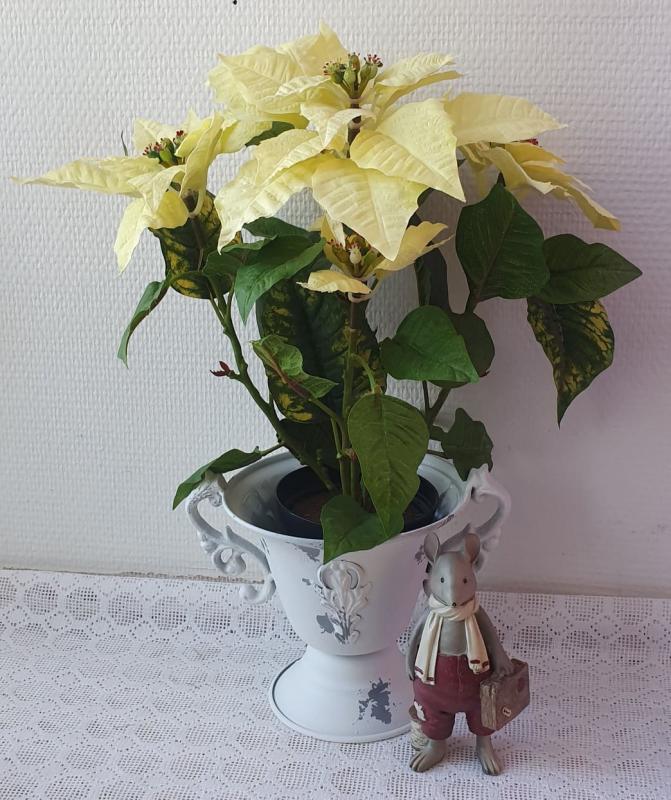 Product Image for Julstjärna gul