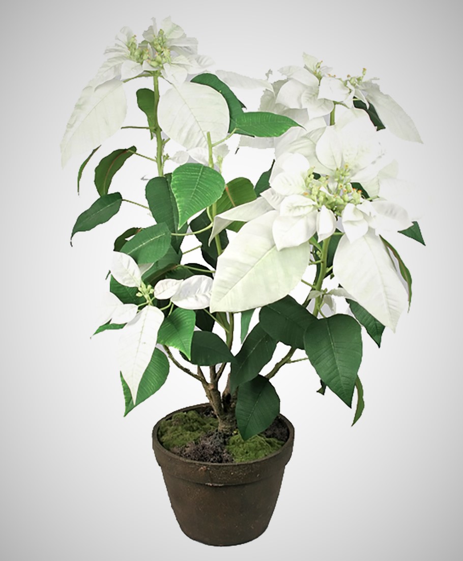 Julstjärna Vit - 85 cm