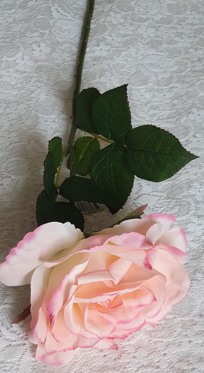 Ljus Rosa Aprikos Ros