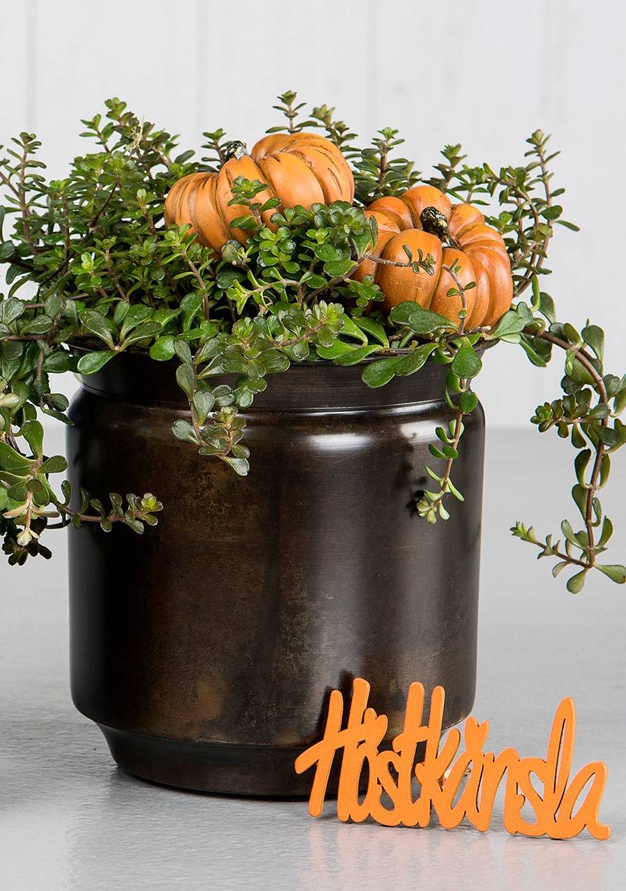 Pumpa Stick Orange 2-Pack