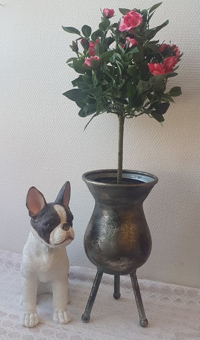 Rosa Ros På Stam