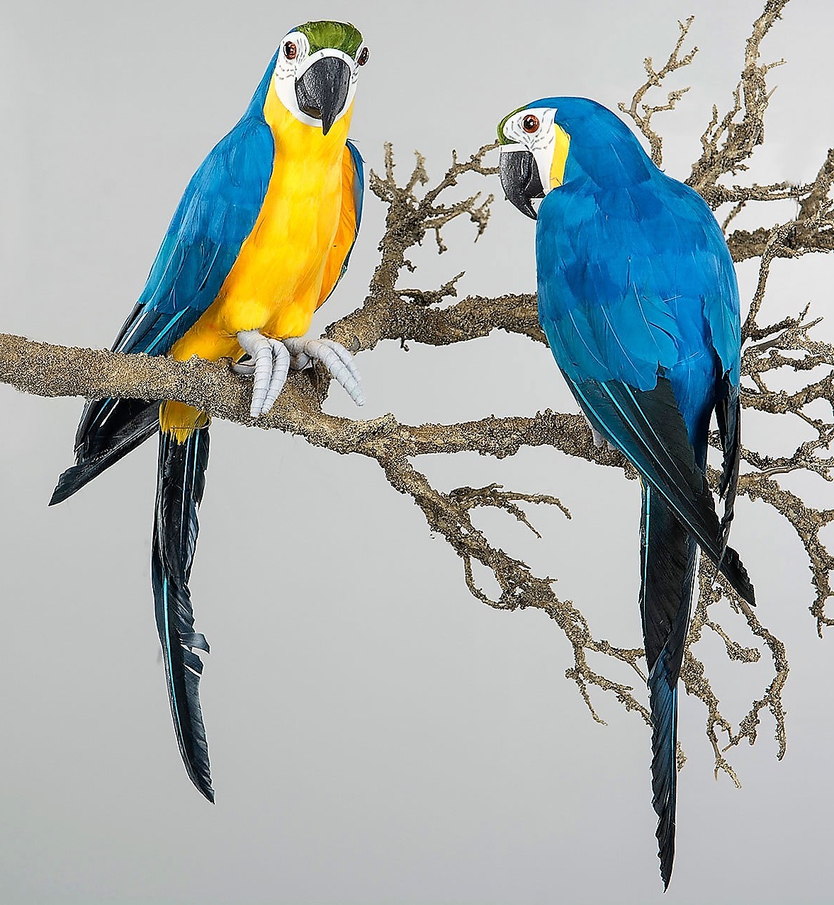 Papegoja Sittande Blå