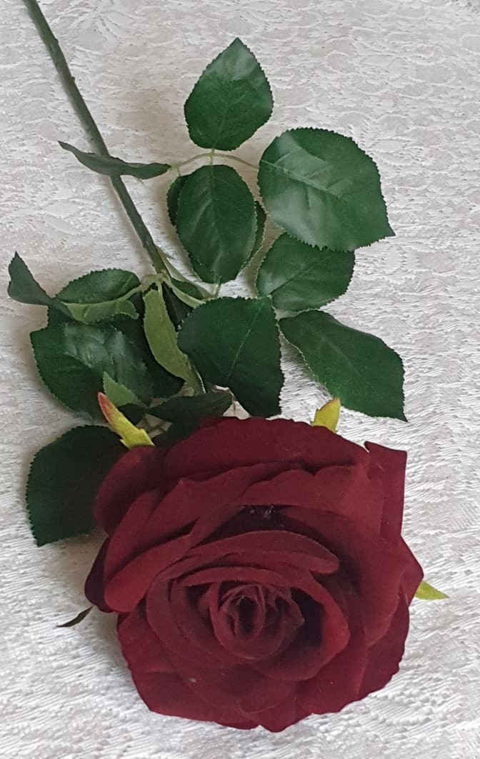 Stor Mörk Vinröd Ros Med Blad