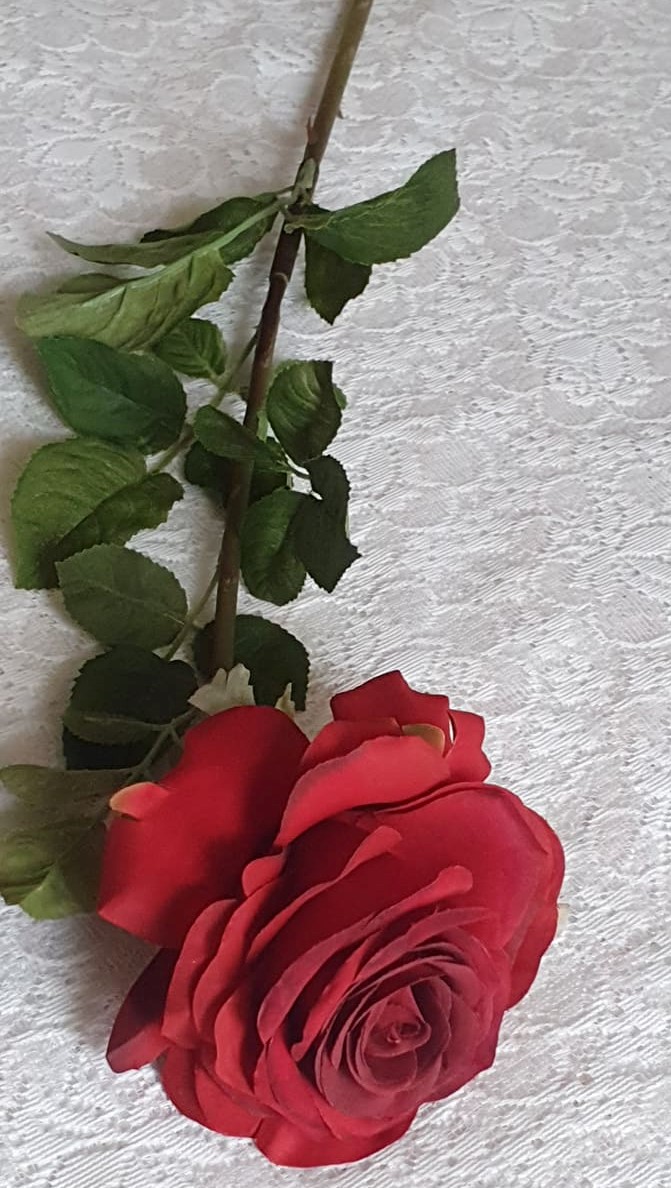 Stor Mörkröd Ros Med Gröna Blad