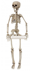 SKELETT 76 CM