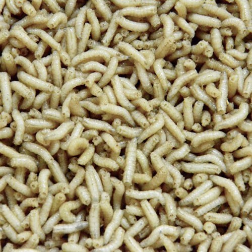 MAGGOT VIT BURK