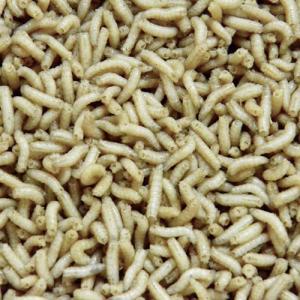MAGGOT VIT BURK