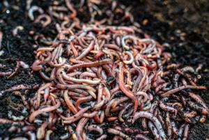 METMASK DENDROBENA MIX 2KG