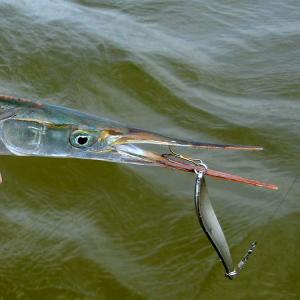 KINETIC BELONE FLASH 5-PACK