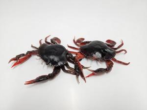 SG LB 3D Manic Crab 7.5cm Red Black