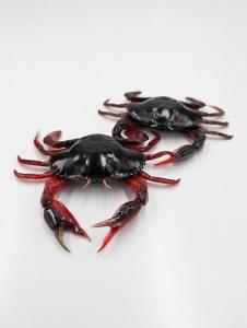 SG LB 3D Manic Crab 7.5cm Red Black