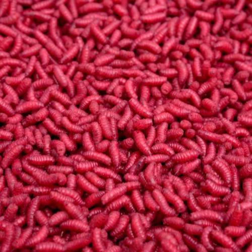LEVANDE MAGGOT RÖDA 1LITER