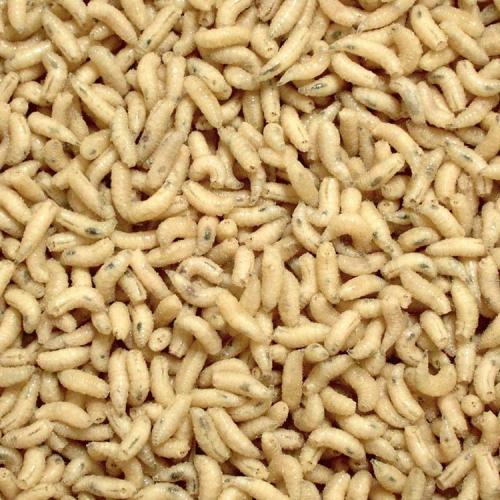 LEVANDE MAGGOT VIT 1LITER