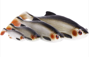 WESTIN RICKY THE ROACH SHADTAIL 18CM 85G