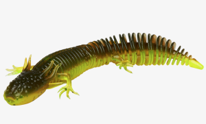 SG NED SALAMANDER 7.5CM FLOATING 5PCS