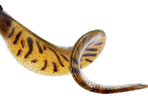 WESTIN BULLTEEZ CURLYTAIL 21CM 49G