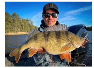 MONKEY RIB 9CM ASH (10-PACK)