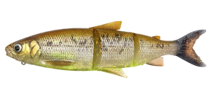 SG 3D LT WHITEFISH 22CM 107G