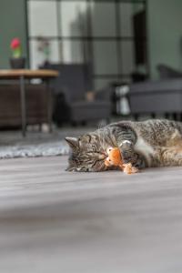 Drakmask, plysch, kattmynta