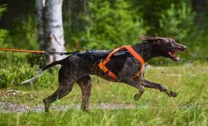 Non-Stop Freemotion Harness 5.0, Black/Orange