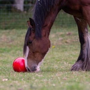 Likit Snak-a-Ball (Röd)