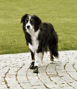 Hundskor Walker active 2-pack