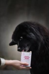 Buddy Salmon & Chicken Feast 400g