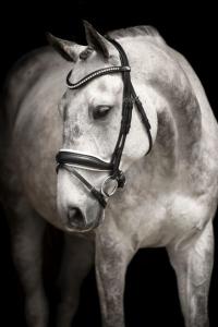 Lippo Träns Integro Grande (Svart/vit Cob)