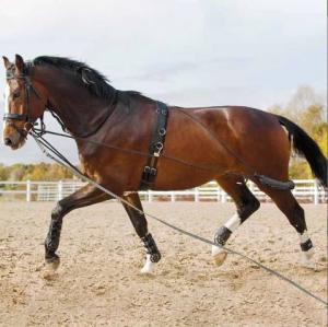 Longeringssystem Cob/Full