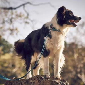 Rukka Bliss Leash Turquoise