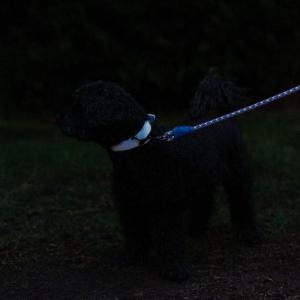 Aquatech Halsband Reflex Blå