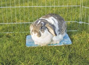 Kylplatta för kanin och marsvin 28 x 20 cm blå